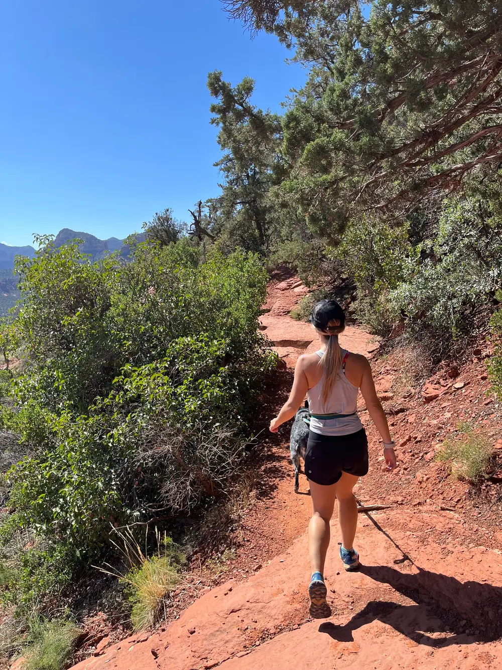 Desert trail through pines at Dead Horse Ranch State Park